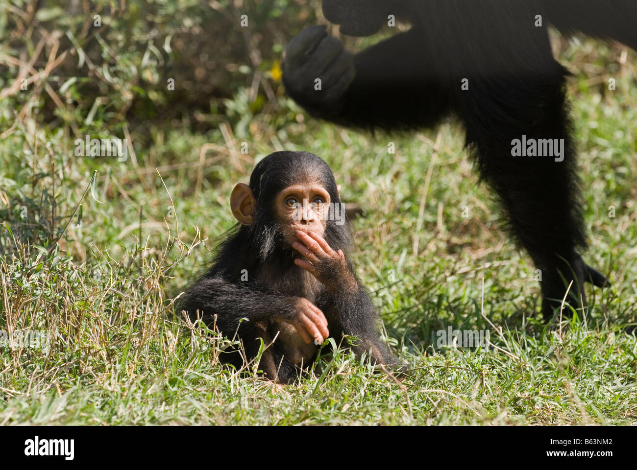 Newborn Common Chimpanzee, Pan troglodytes, Laikipia Sweetwaters Privat RESERVE KENYA Africa Stock Photo