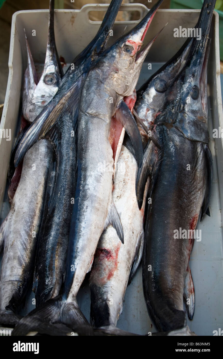 Young swordfishes stacked in crates swordfish is a common and popular