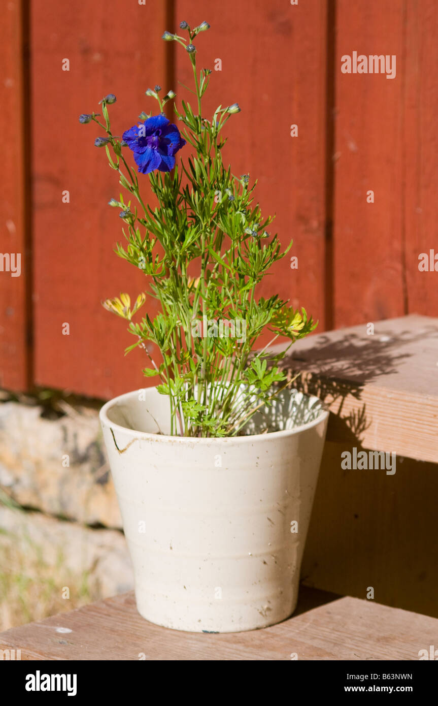 Cornflower in a white pot Stock Photo Alamy