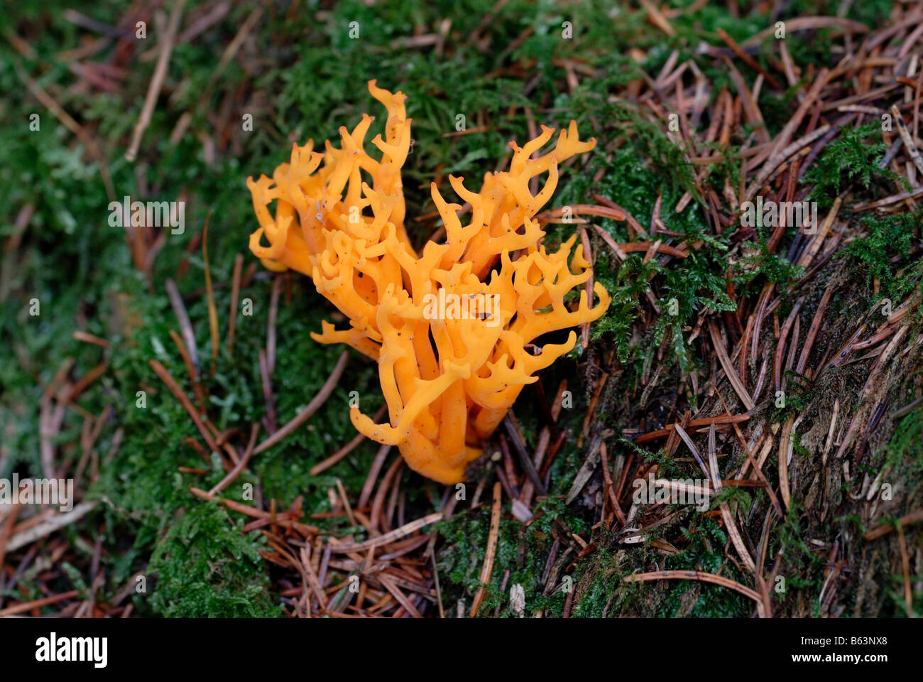 Yellow Stagshorn funghi Stock Photo