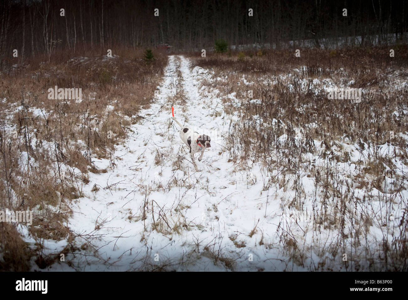 Grouse Hunting in New Brunswick late fall early winter with snow cover Stock Photo