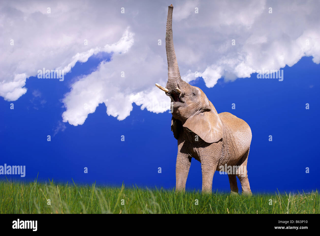 A large elephant raising it's trunk Stock Photo