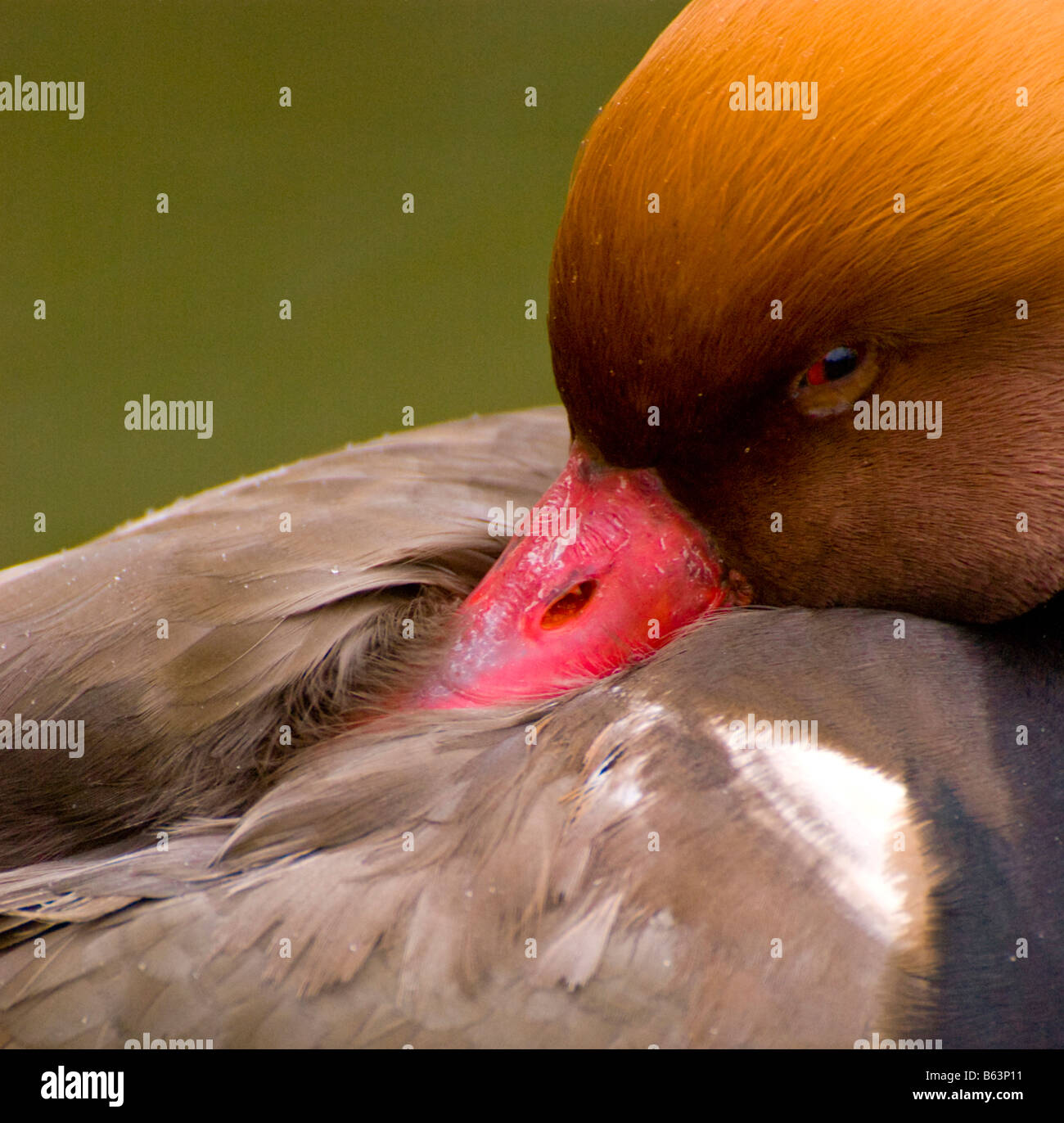 My Image 16