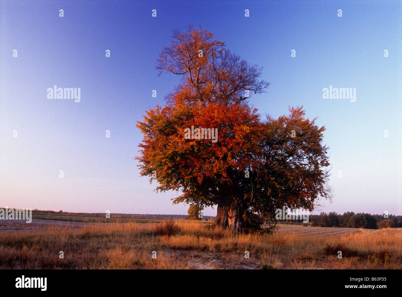 Old red beech hi-res stock photography and images - Alamy