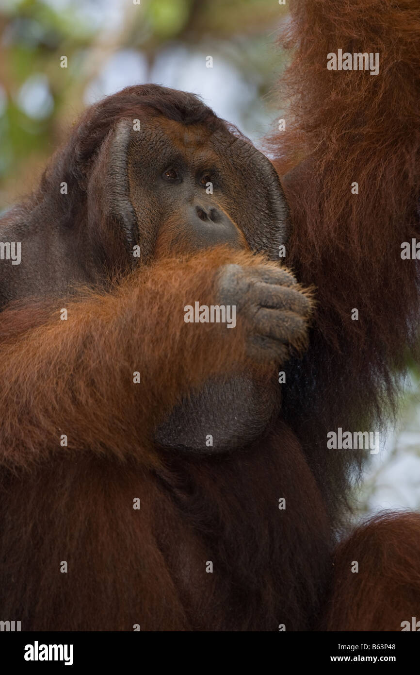 Male orangutan [Pongo pygmaeus] in Tanjung Puting NP Borneo Stock Photo