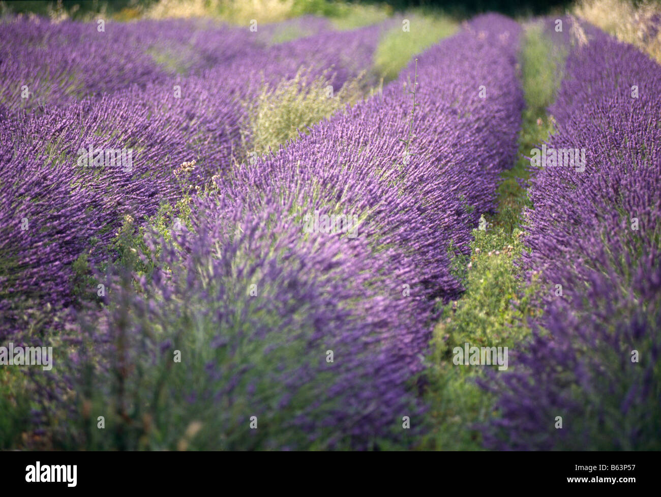 field of lavender Stock Photo