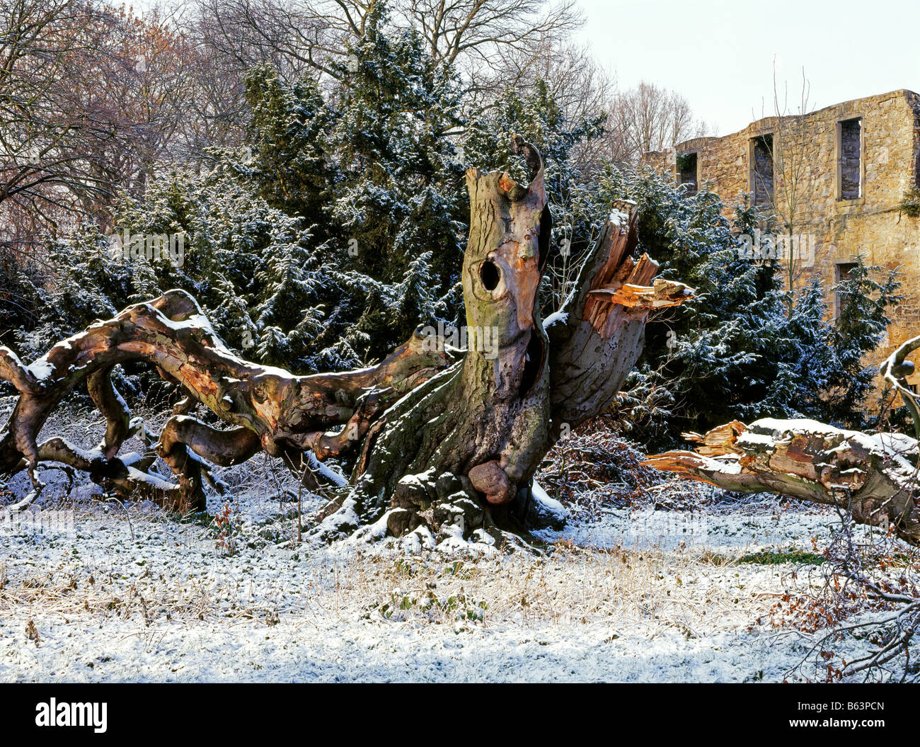 very old beech tree dying in a natural way covered with snow in Bochum