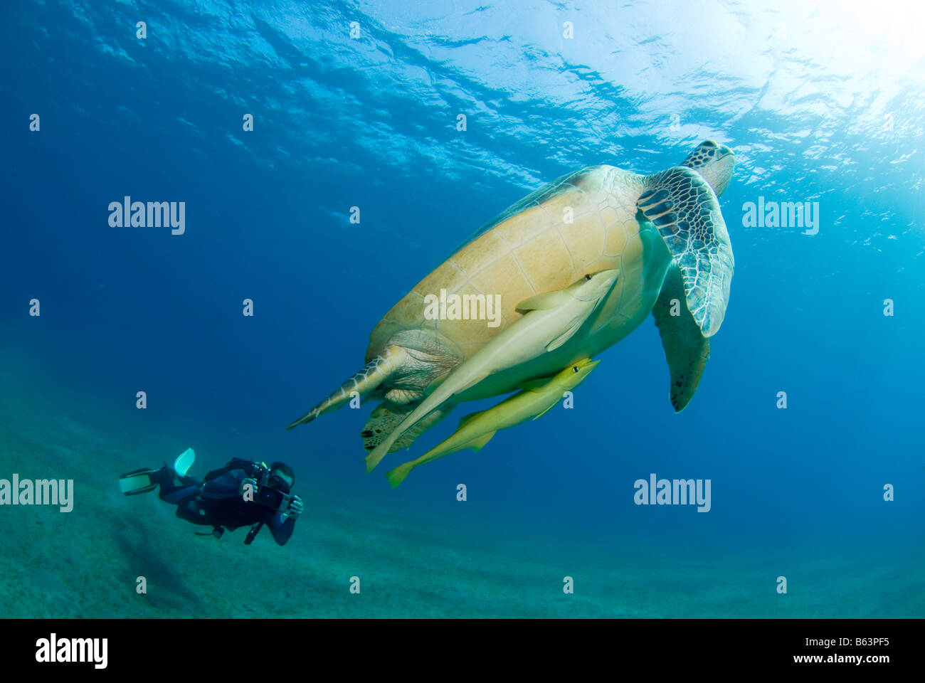 Green sea turtle, chelonia mydas, swimming in the shallows. Stock Photo