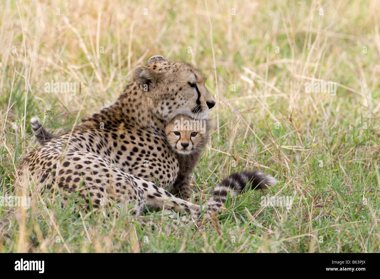 A fluffy cheetah cubs cuddles under the chin of its mother in western Serengeti, Tanzania Stock Photo