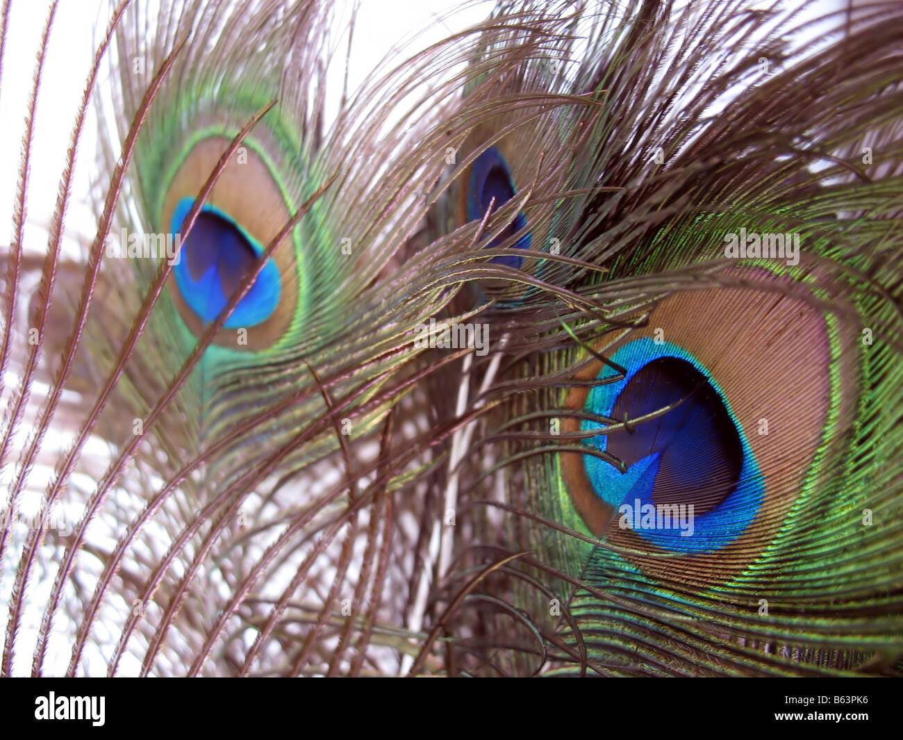 Peacock feather art hi-res stock photography and images - Alamy