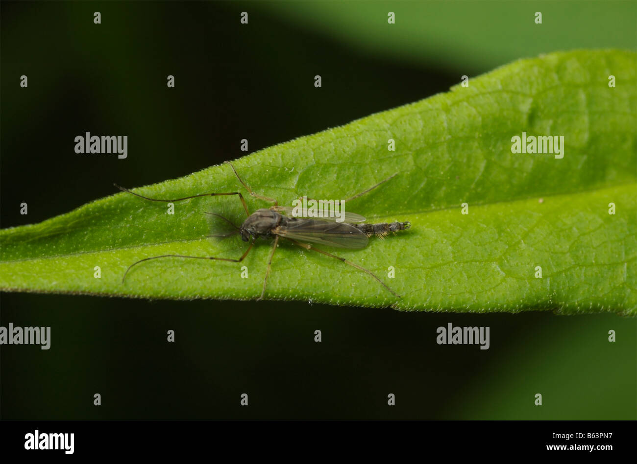 Male midge on a leaf. Chironomus sp Stock Photo