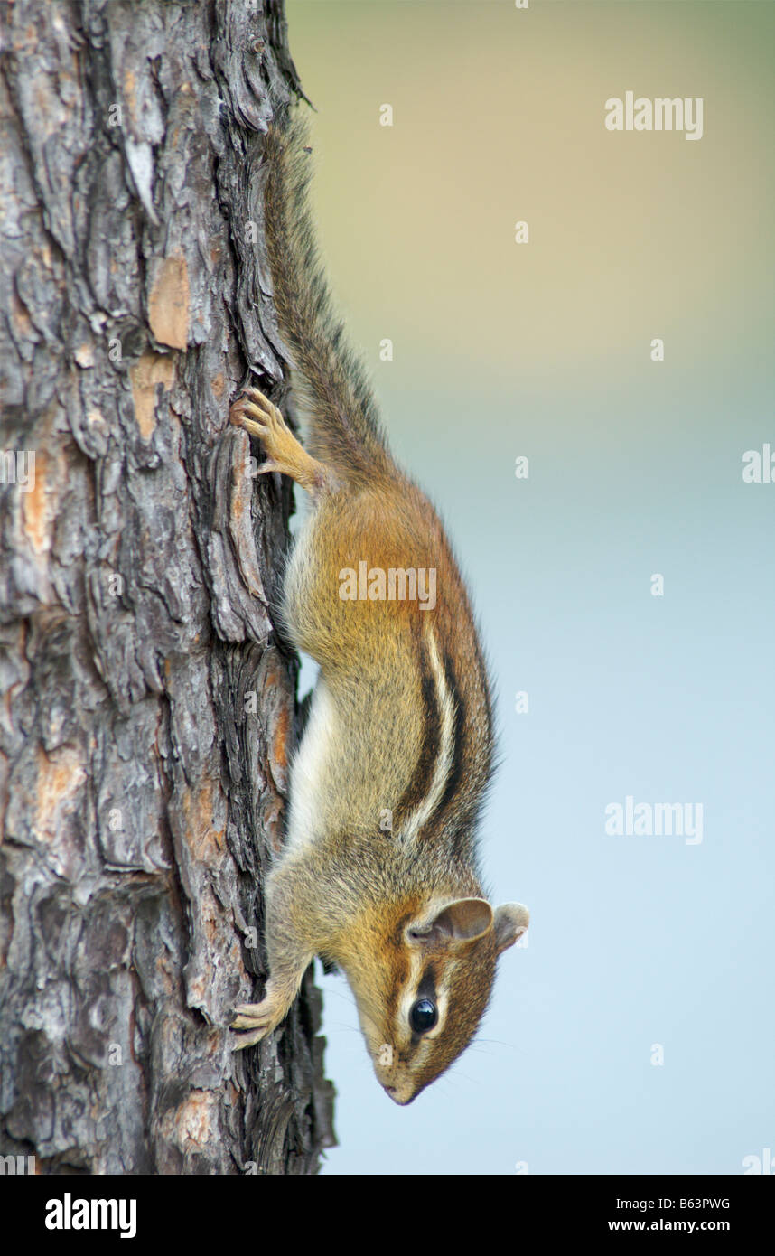 Eastern chipmunk hanging upside down on the rough bark of a pine tree. Stock Photo
