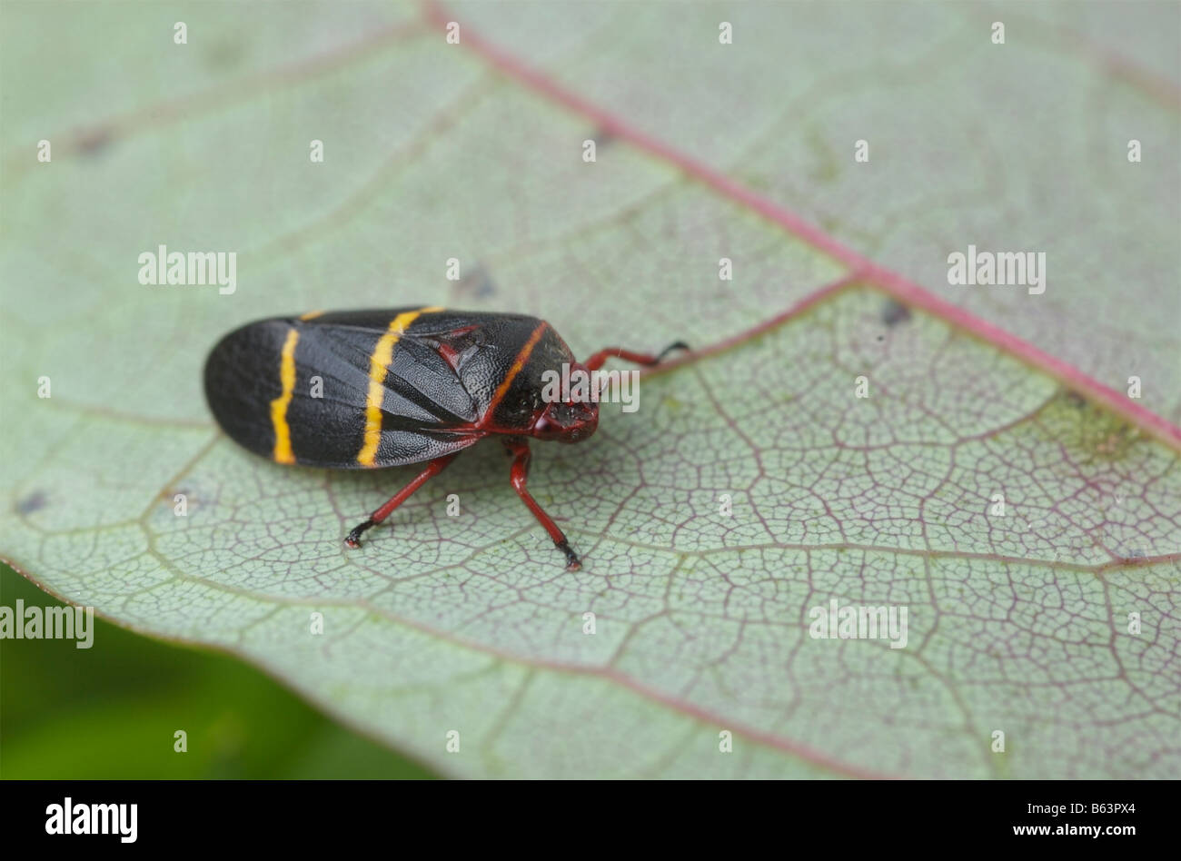 Adult two-lined spittlebug, Prosapia bicincta, on a green leaf. Stock Photo