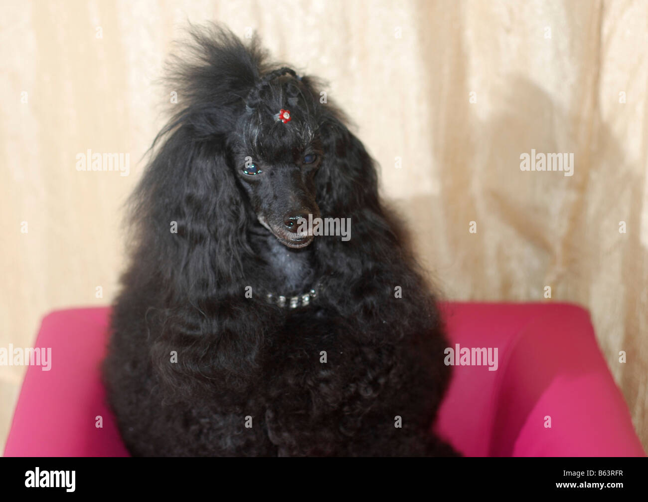 black dwarf poodle Property release available Stock Photo