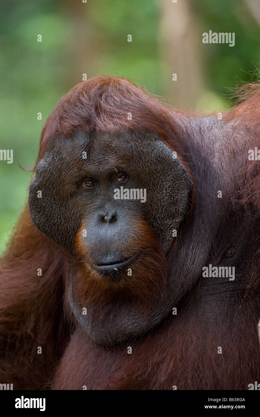 Male orangutan [Pongo pygmaeus] in Tanjung Puting NP Borneo Stock Photo ...