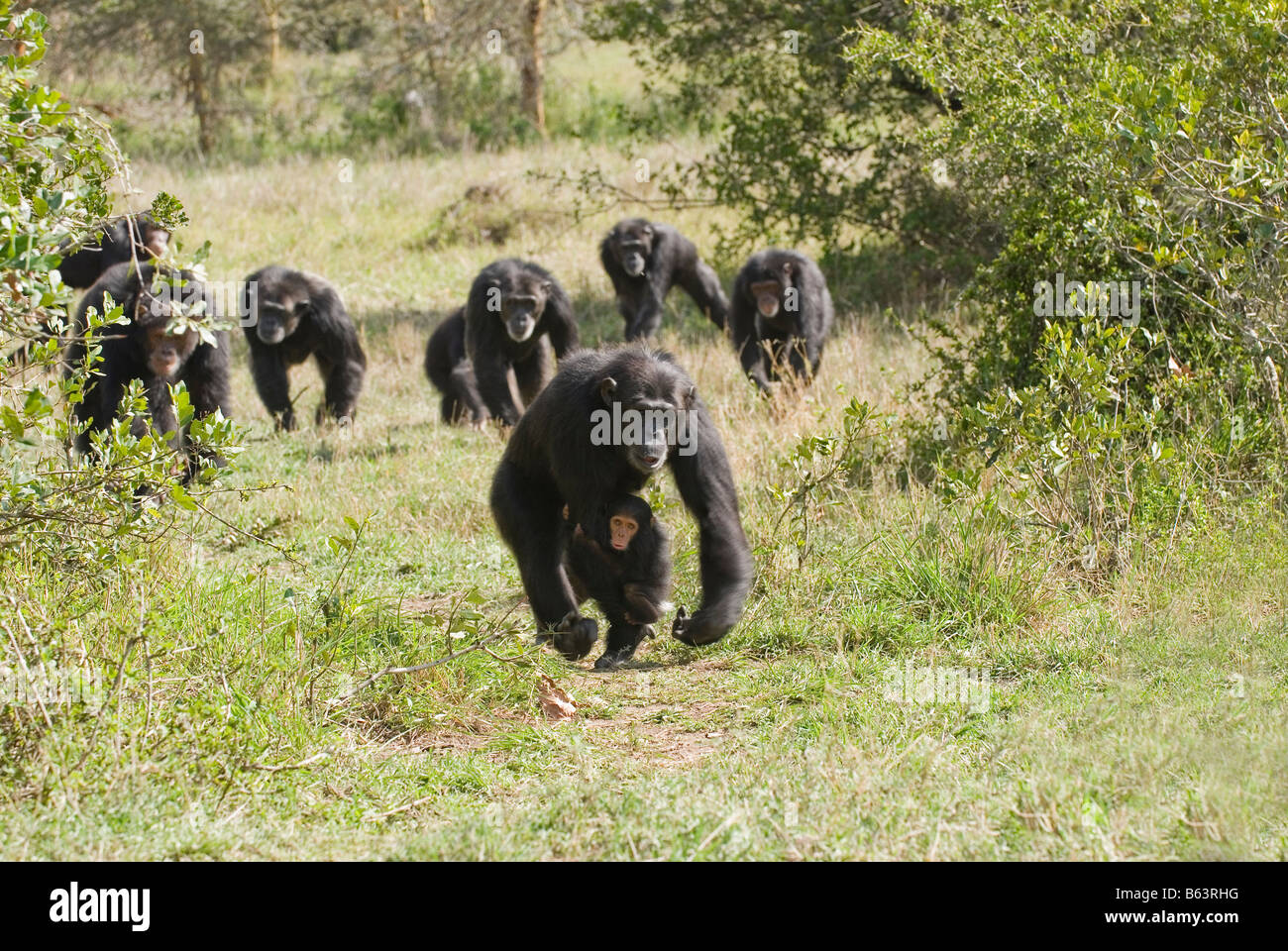 running group of Common Chimpanzee, Pan troglodytes, Laikipia Sweetwaters Privat RESERVE KENYA Africa Stock Photo