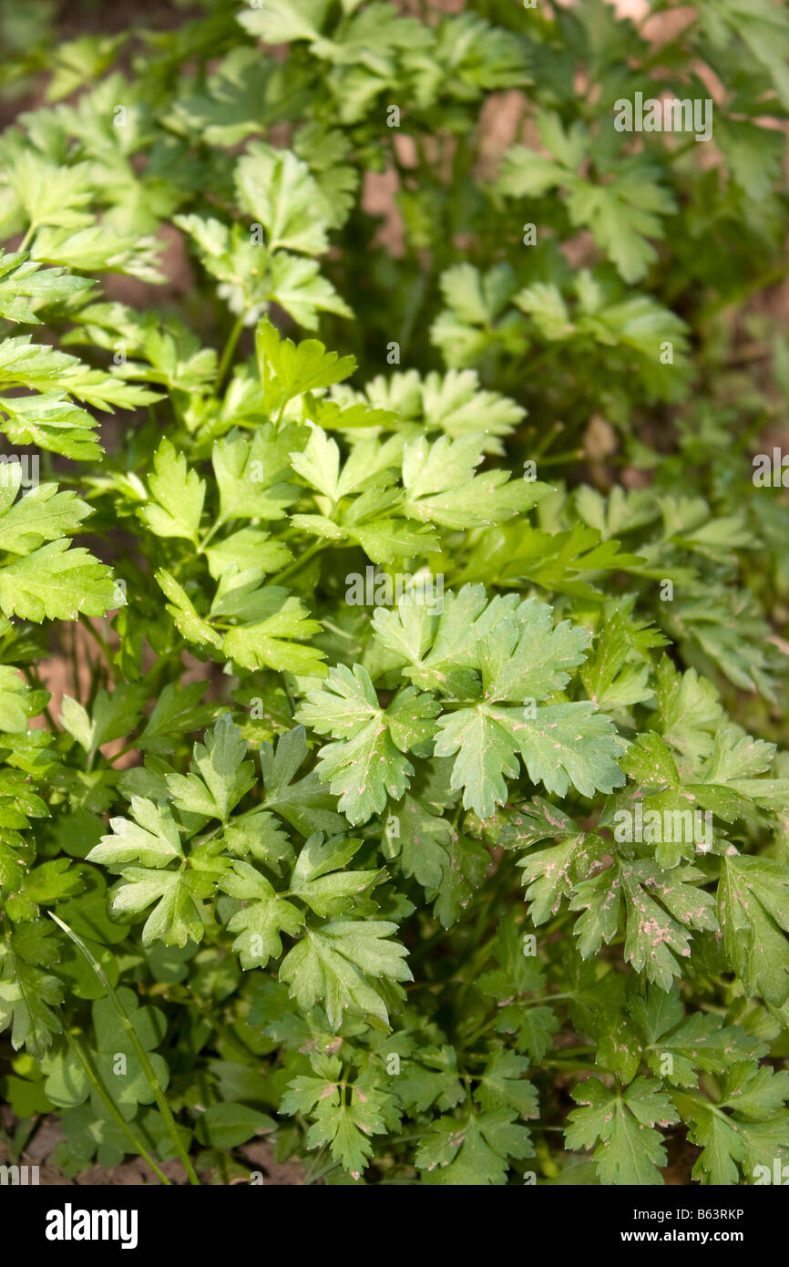 Some fresh green parsley growing in the garden Stock Photo