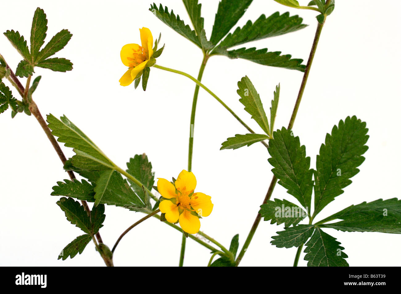 Cinquefoil Potentilla reptans Stock Photo Alamy