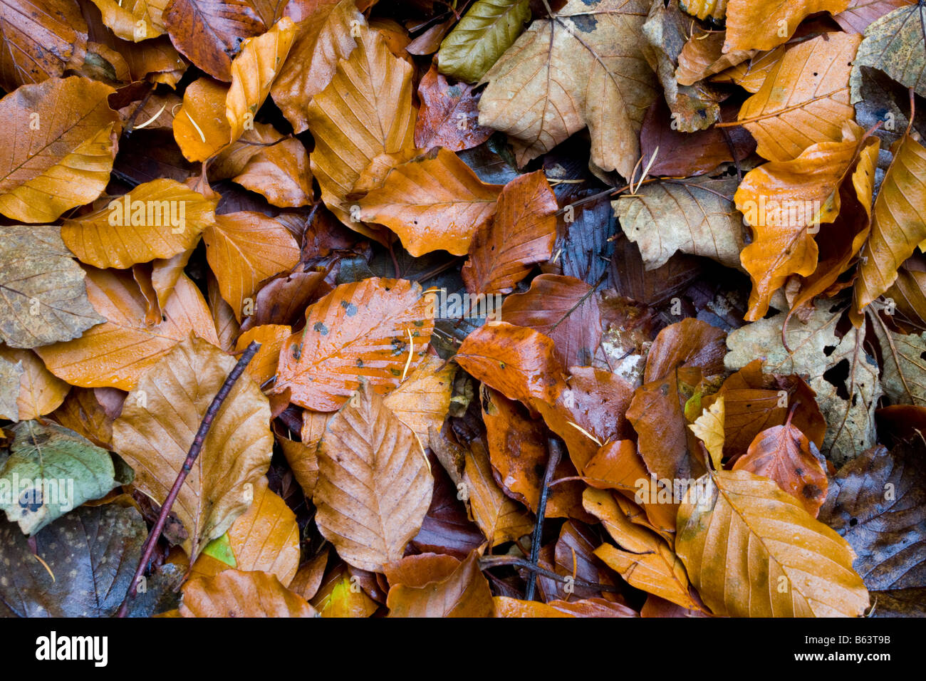 Leaves at Hardcastle Crags in Autumn Stock Photo