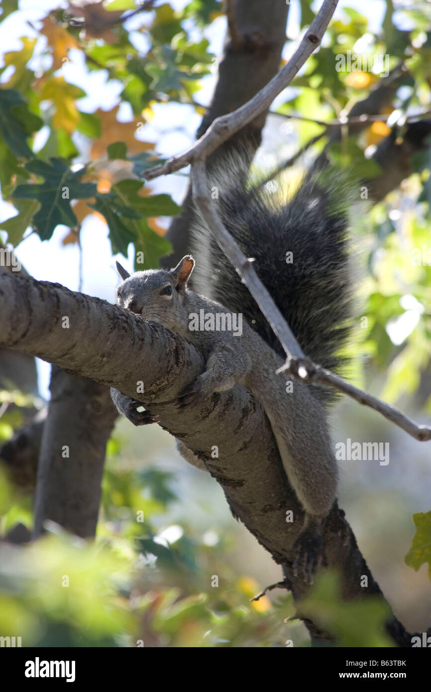 A Gray Squirrel s early morning romp in a California Black Oak Quercus