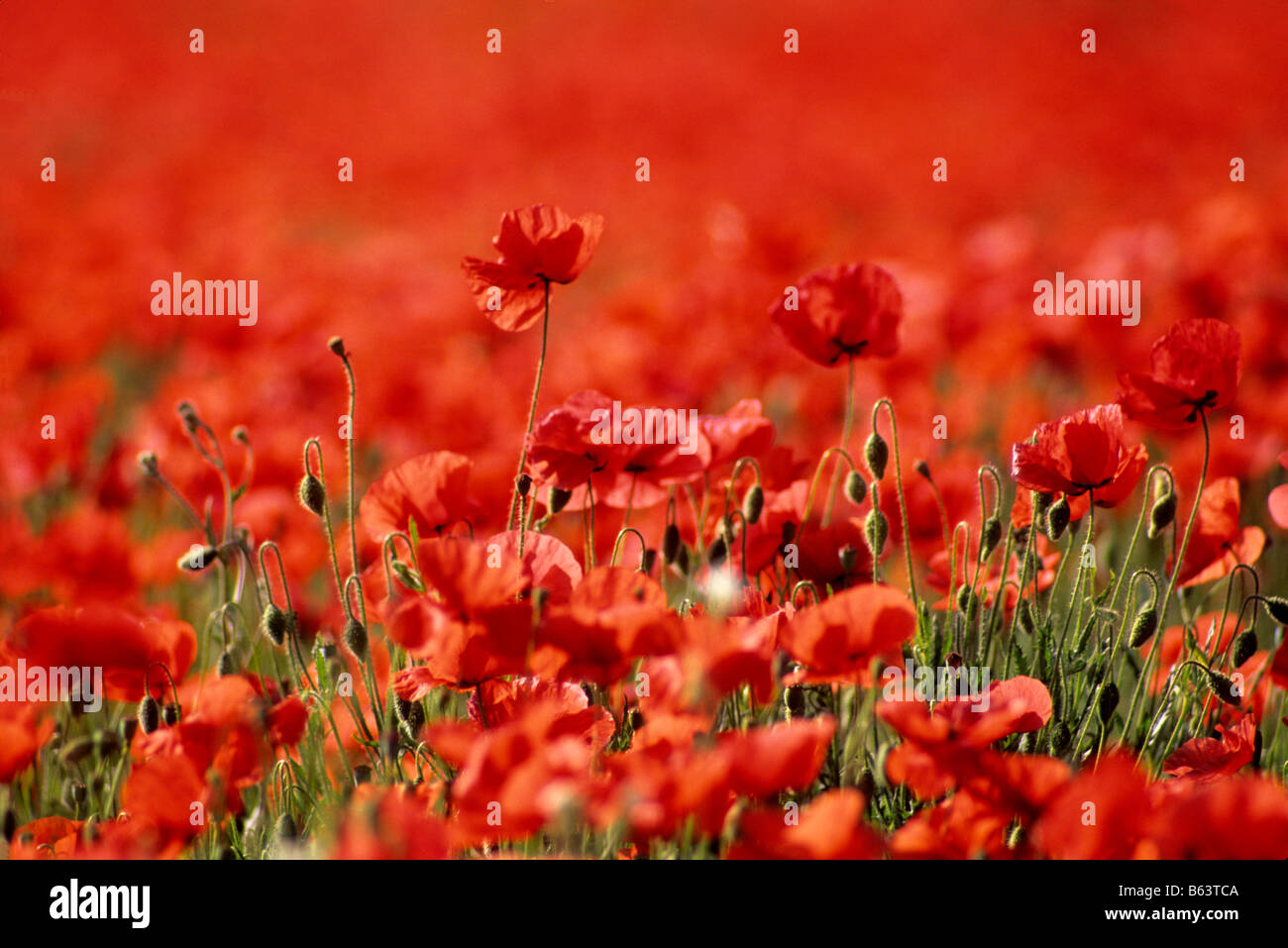Field of poppies. Stock Photo