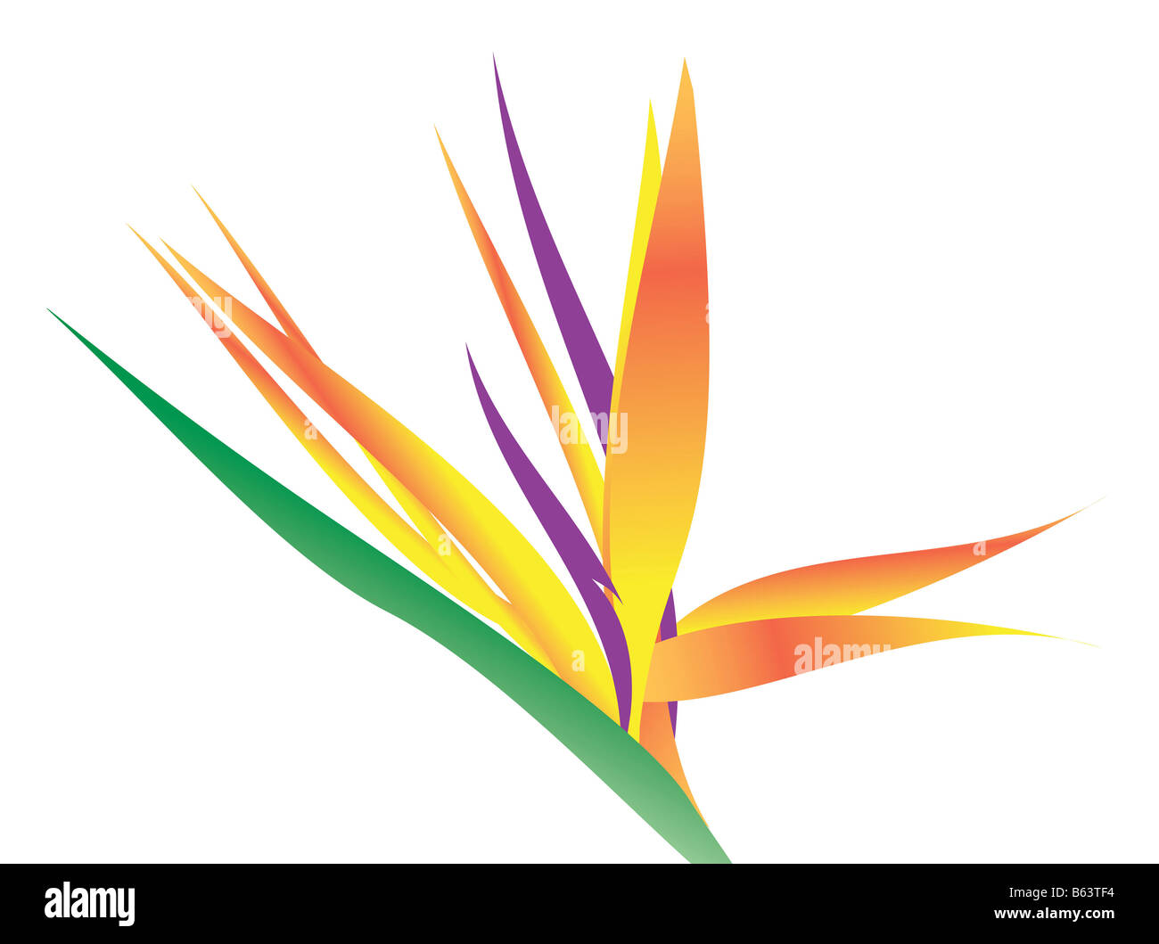 An illustration of a bird of paradise flower over white Stock Photo