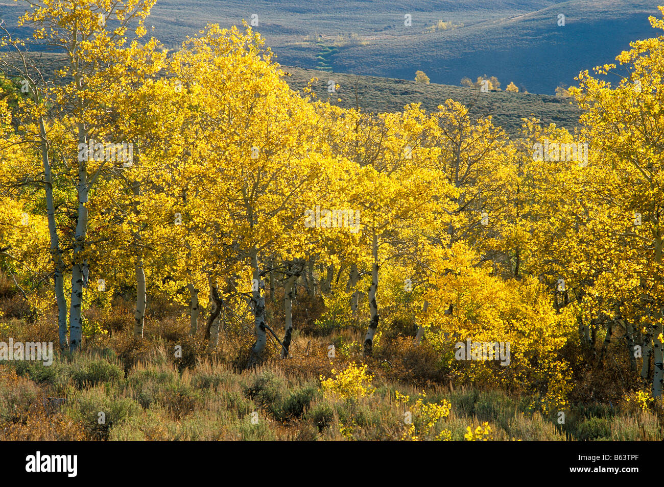 Aspen trees near Fish Lake Steens Mountain eastern Oregon Stock Photo