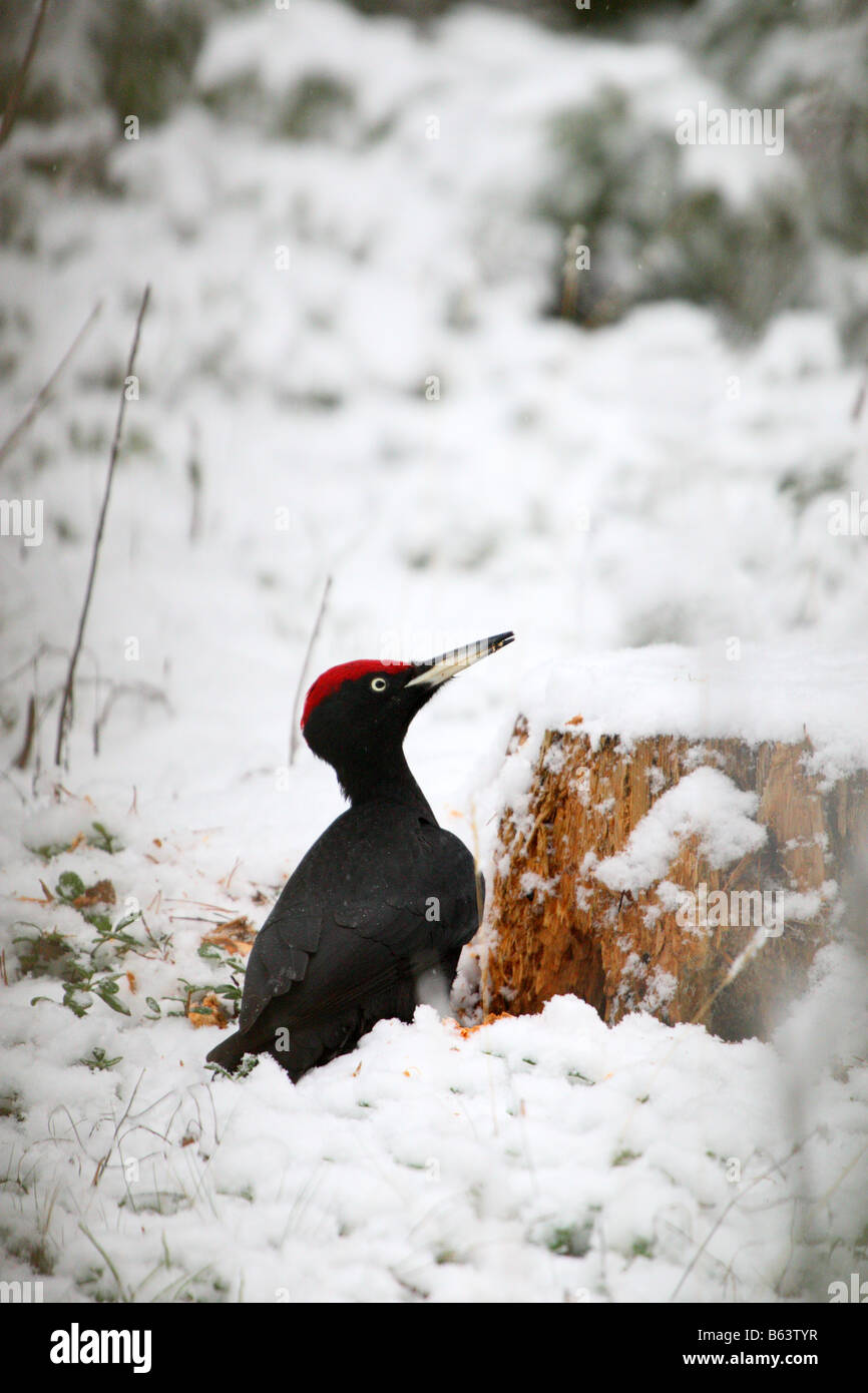 Black Woodpecker (Dryocopus martius) destroying tree stump while searching for insects. Stock Photo