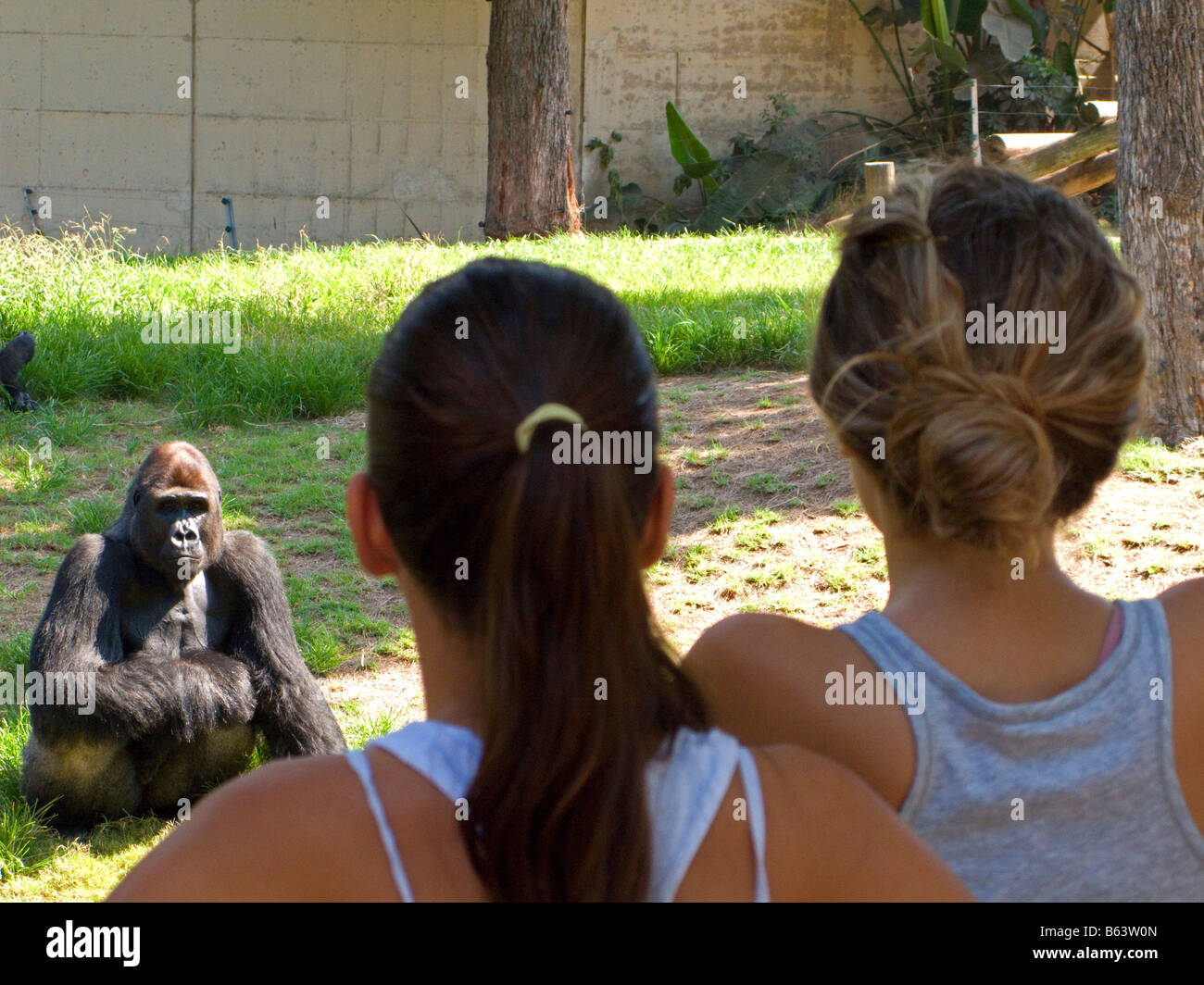 Two young teens looking at a Western Gorilla in a zoo Stock Photo