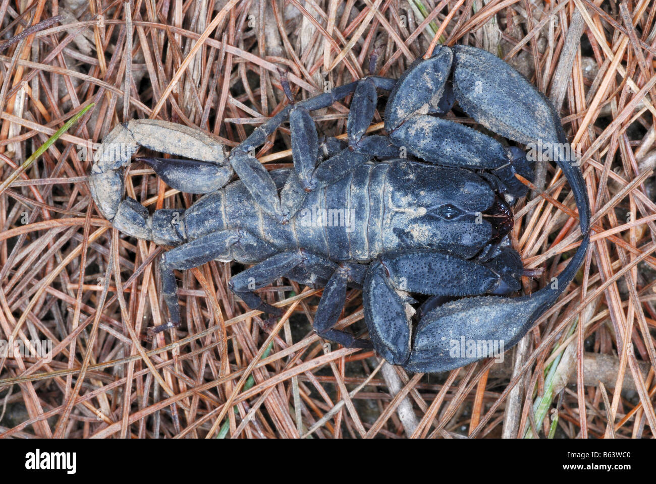 Scorpion Pincers Up Close High Resolution Stock Photography And Images Alamy