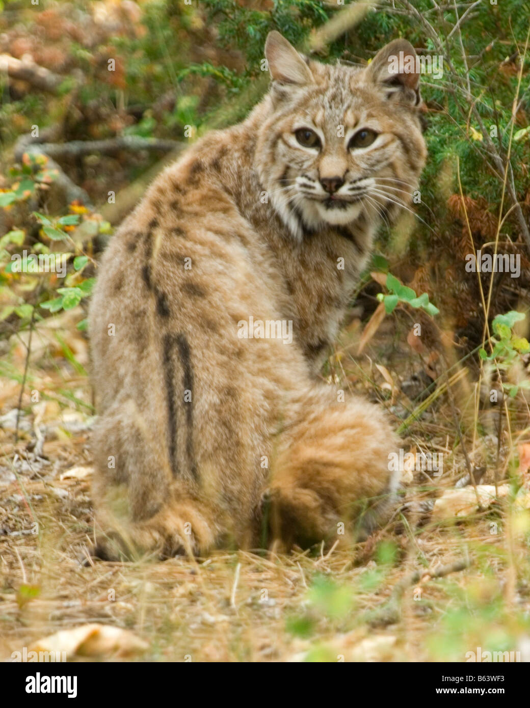 A seated bobcat looks back over its shoulder to maintain awareness of its environment Stock Photo