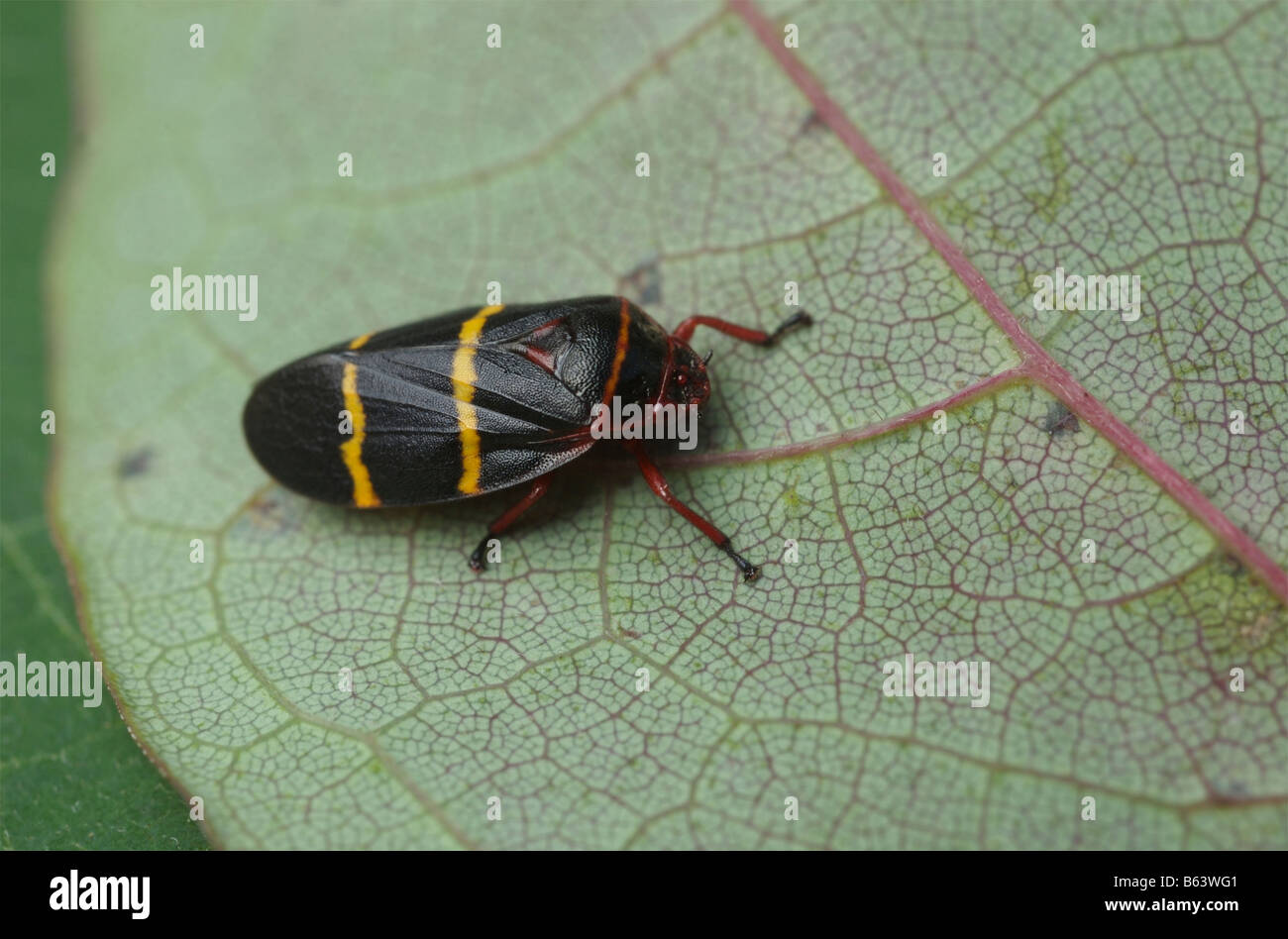 Adult two-lined spittlebug, Prosapia bicincta, on a green leaf. Stock Photo