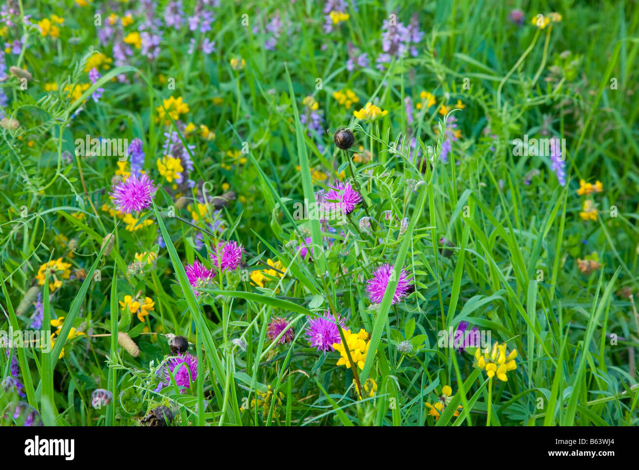 Summer wild flower meadow, County Donegal, Ireland. Stock Photo