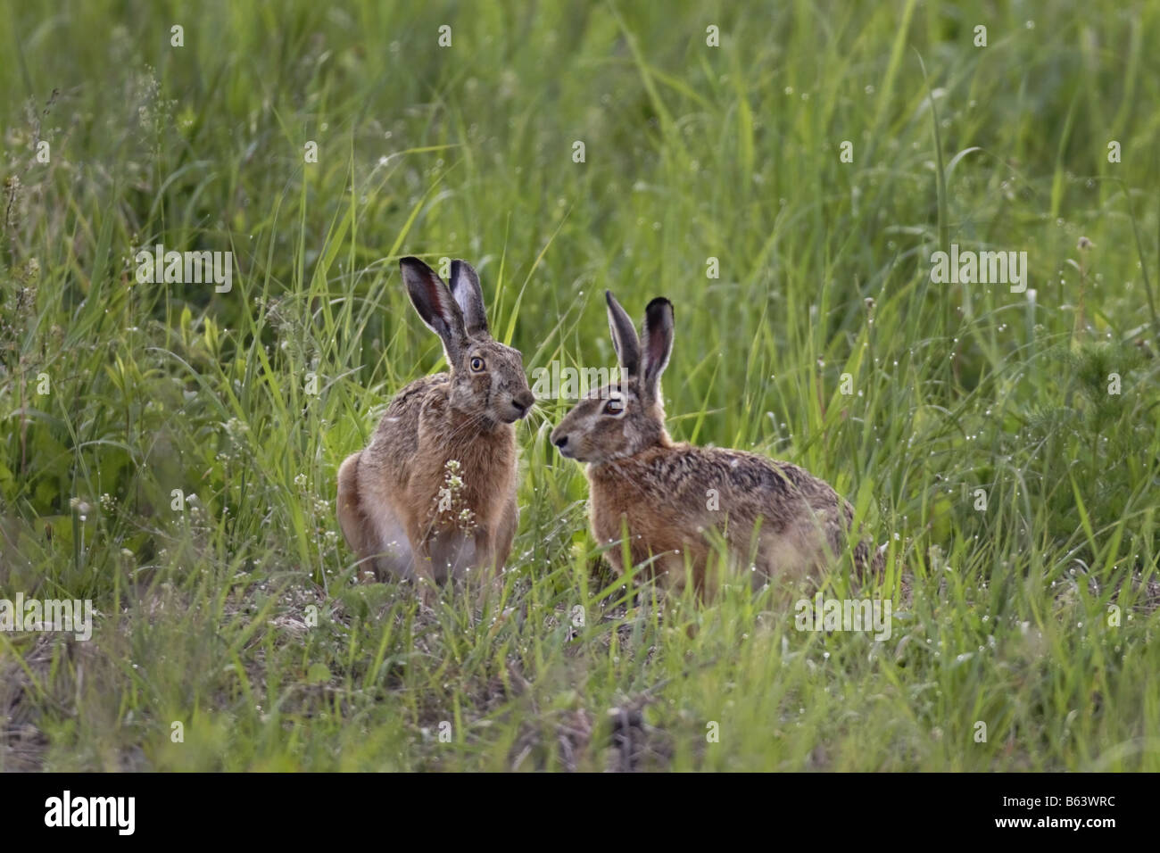 Hase Feldhase lepus europaeus hare rabbit Stock Photo