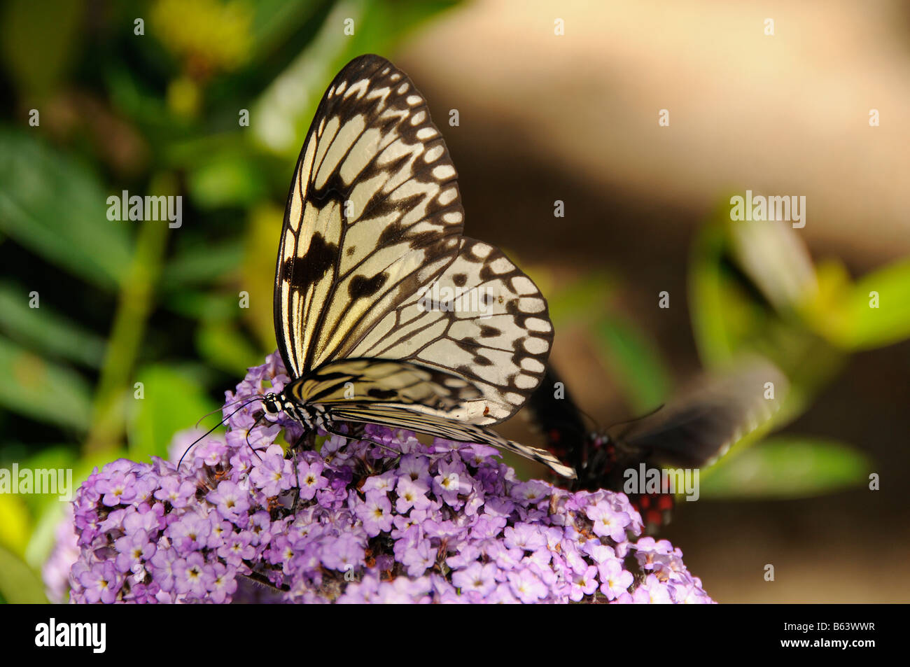 Butterfly feeding Stock Photo