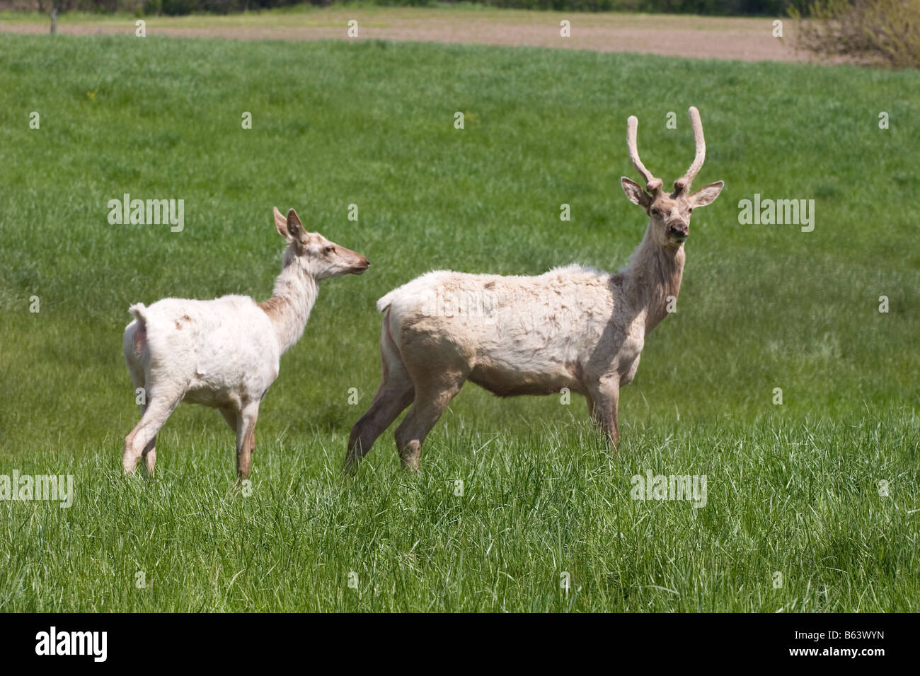 Elk field hires stock photography and images Alamy