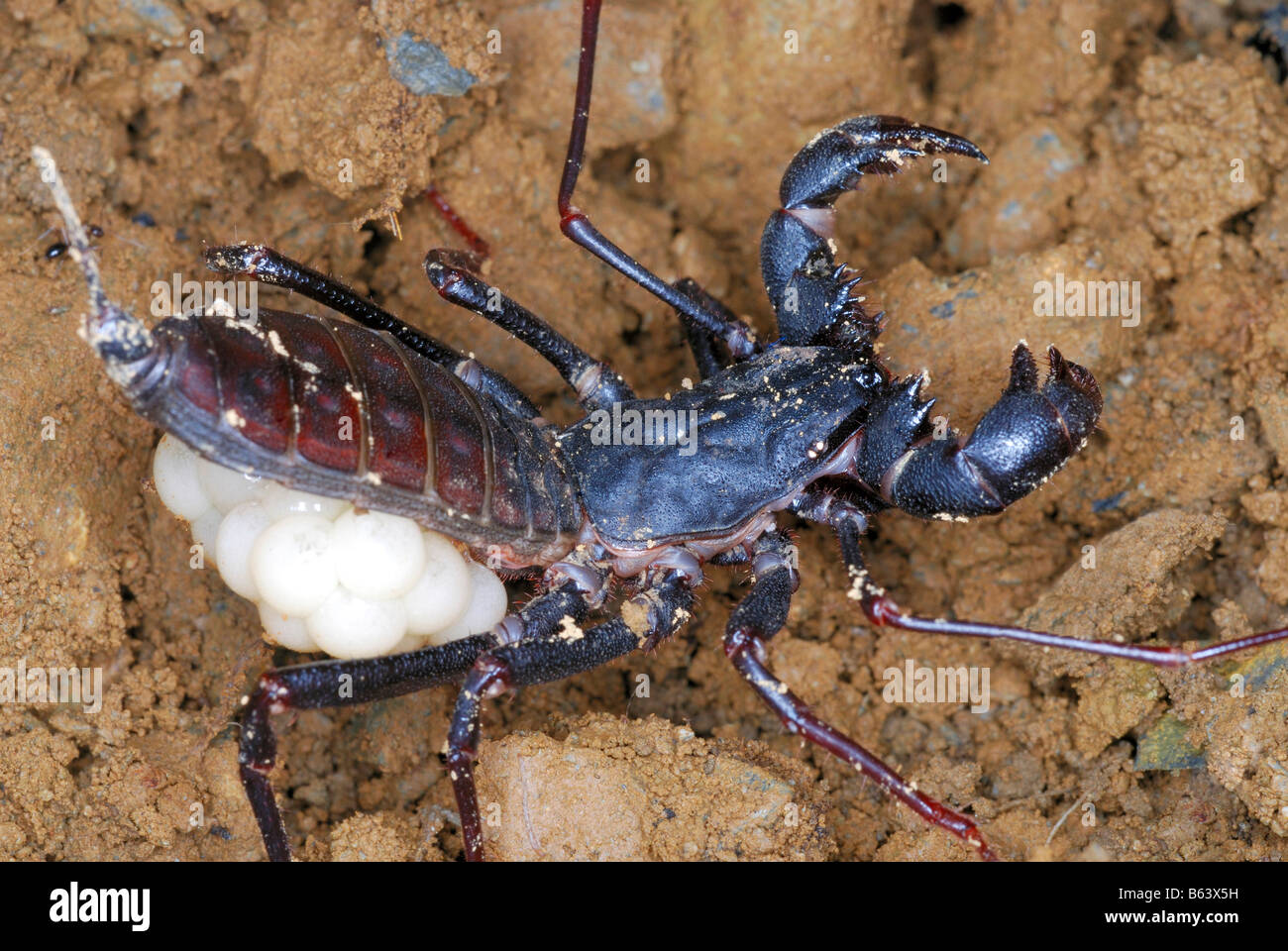 Uroproctus assamensis Family : THELYPHONIDAE  RARE order arachnids called Uropygids.  With eggs. Stock Photo