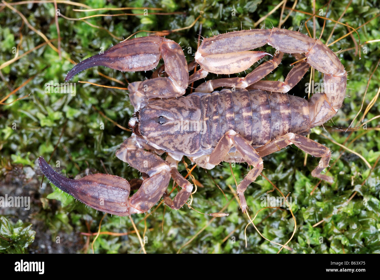 Chaerilus pictus  Family : CHAERILIDAE Female. An extremely RARE species of scorpion. Arunachal Pradesh. INDIA Stock Photo