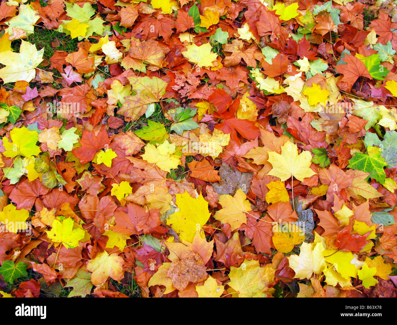 Autumn Leaves, Green Park, London Stock Photo