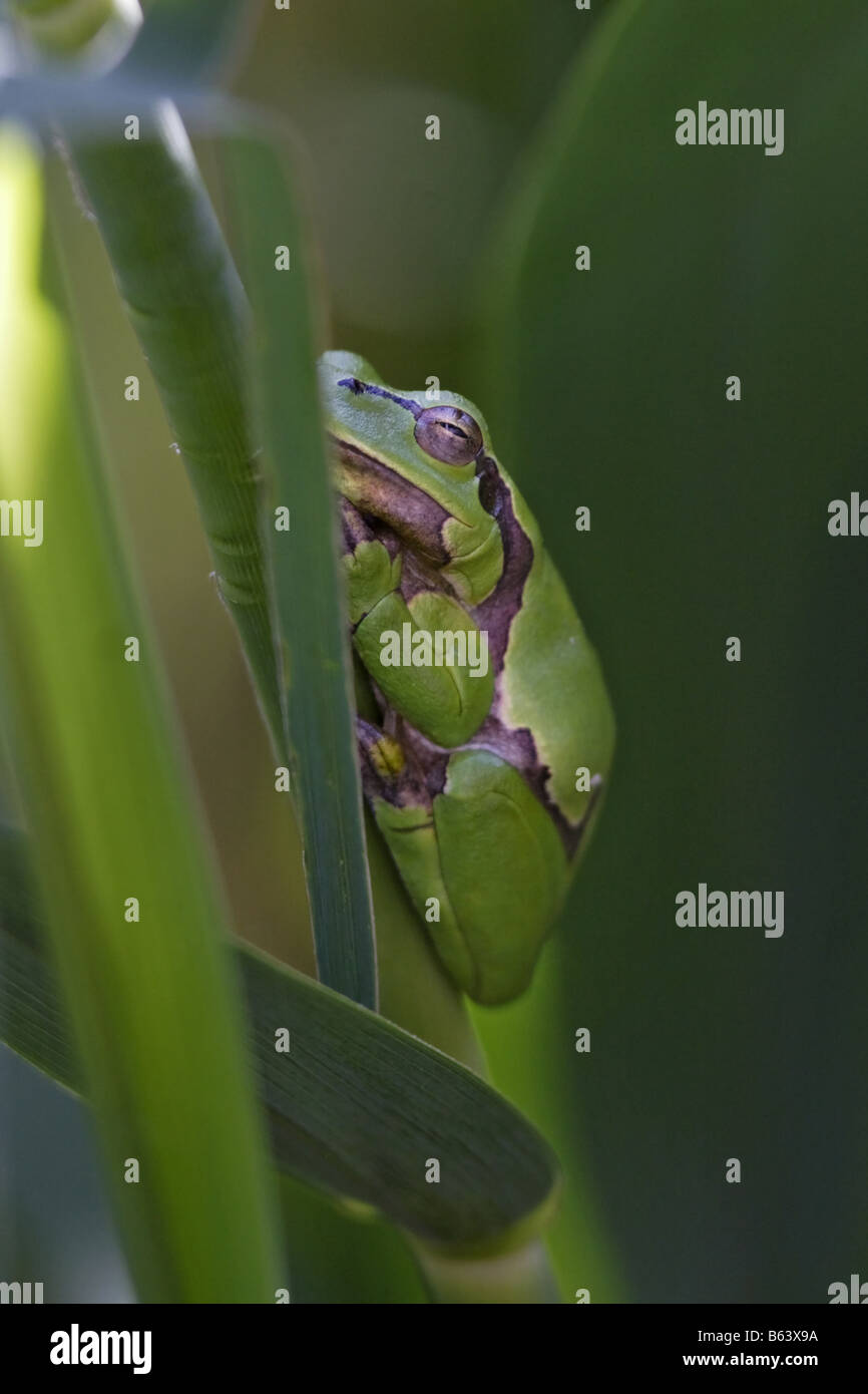 Frosch europäisch Laubfrosch Hyla arborea frog Stock Photo