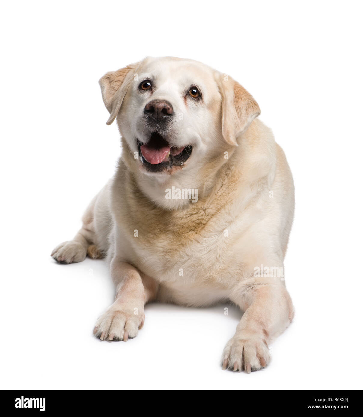 old Labrador 12 years in front of a white background Stock Photo