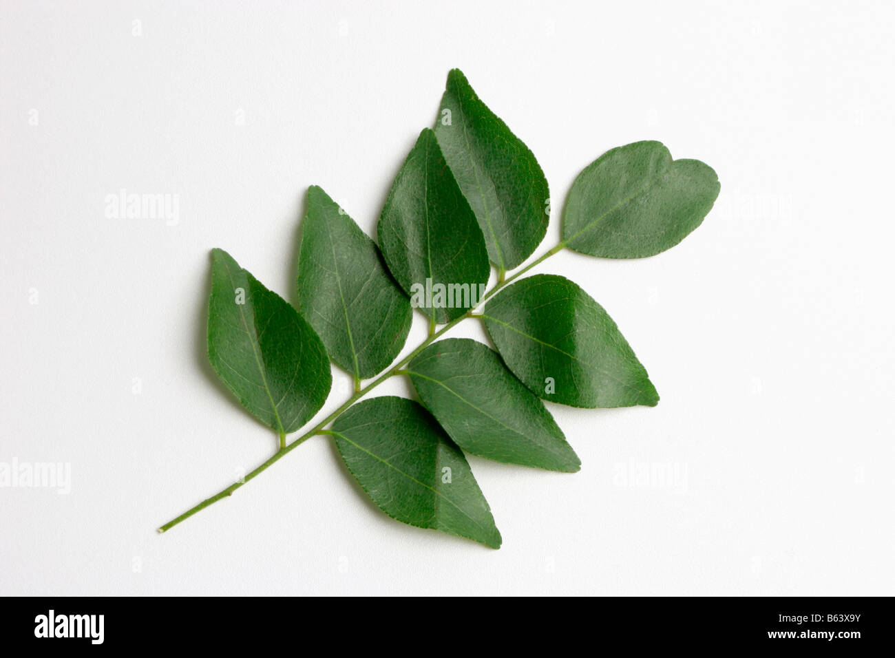 Closeup of kadi patta Curry leaf or Sweet Neem leaf. Stock Photo