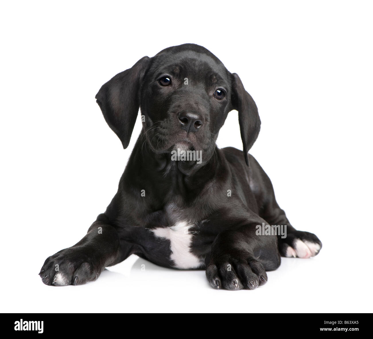 Great Dane puppy 2 months in front of white background Stock Photo - Alamy