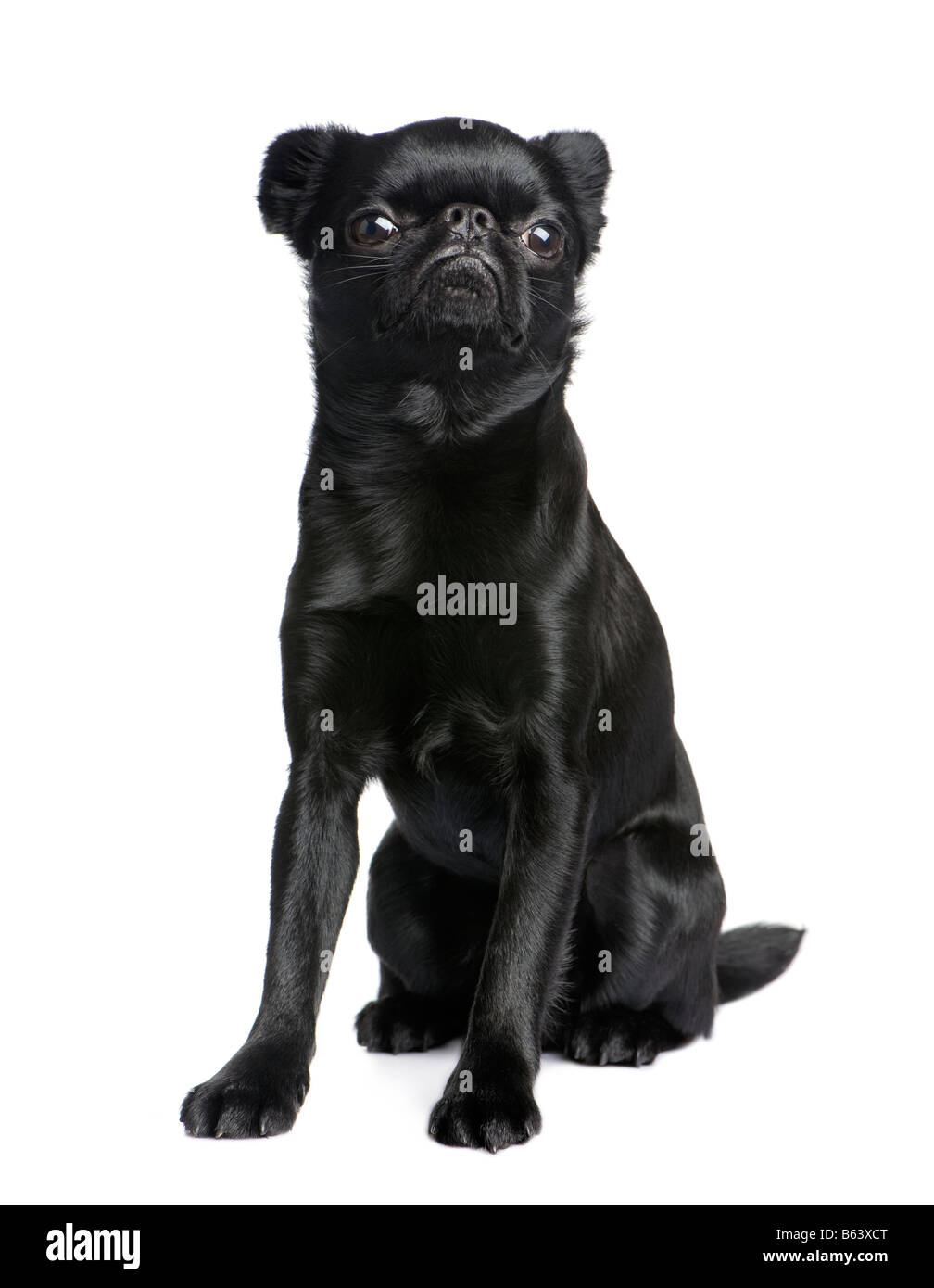 Brussels griffon dog hi-res stock photography and images - Alamy