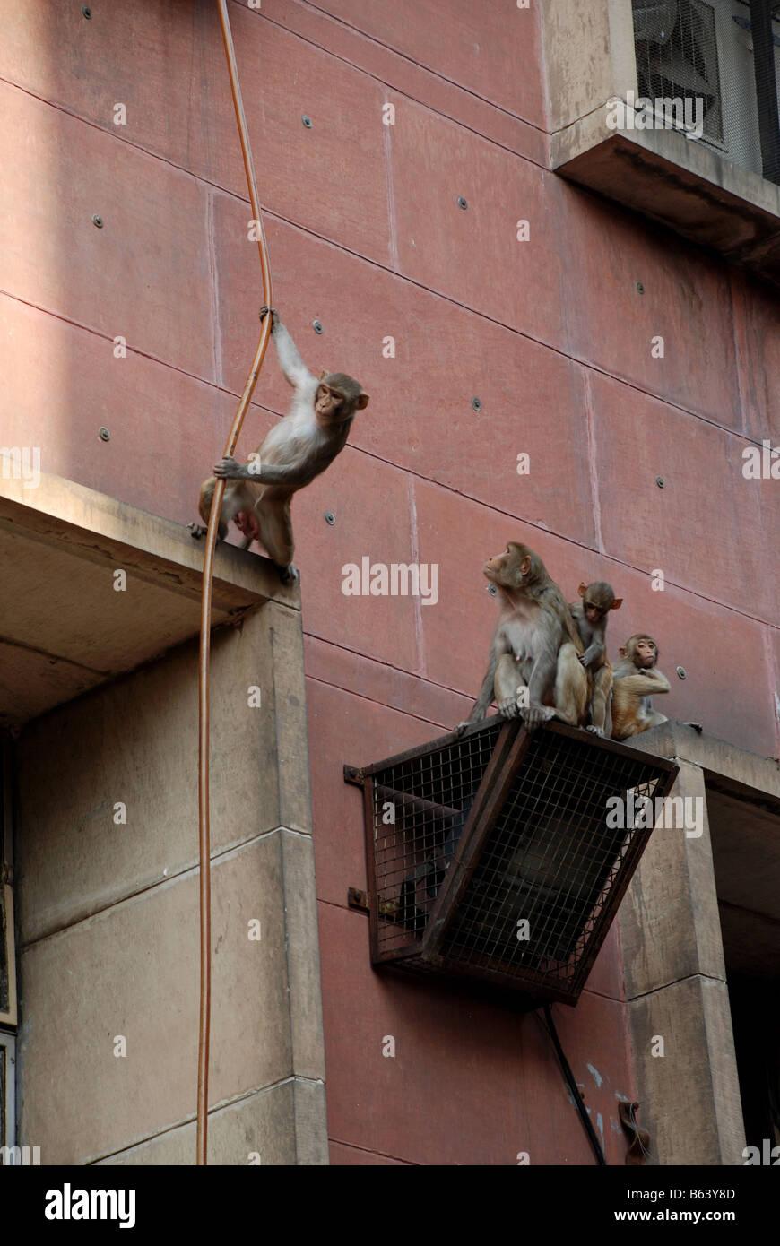 Delhi Monkey High Resolution Stock Photography And Images Alamy Delhi Monkey High Resolution Stock Photography And Images Alamy
