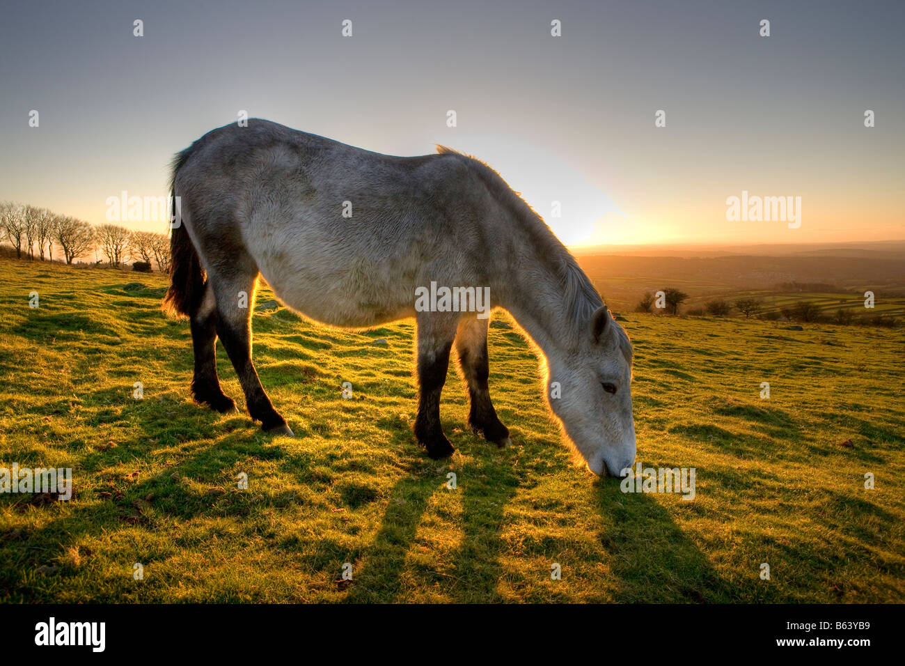 Pony, Dartmoor National Park. Horse. Wild Grey Dartmoor Pony back lit