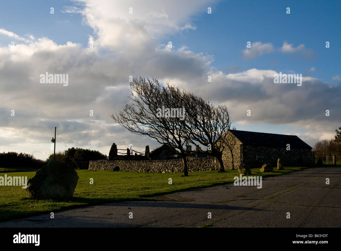Bent trees and ruined stoned buildings at Tonfanau, Gwynedd, Wales Stock Photo