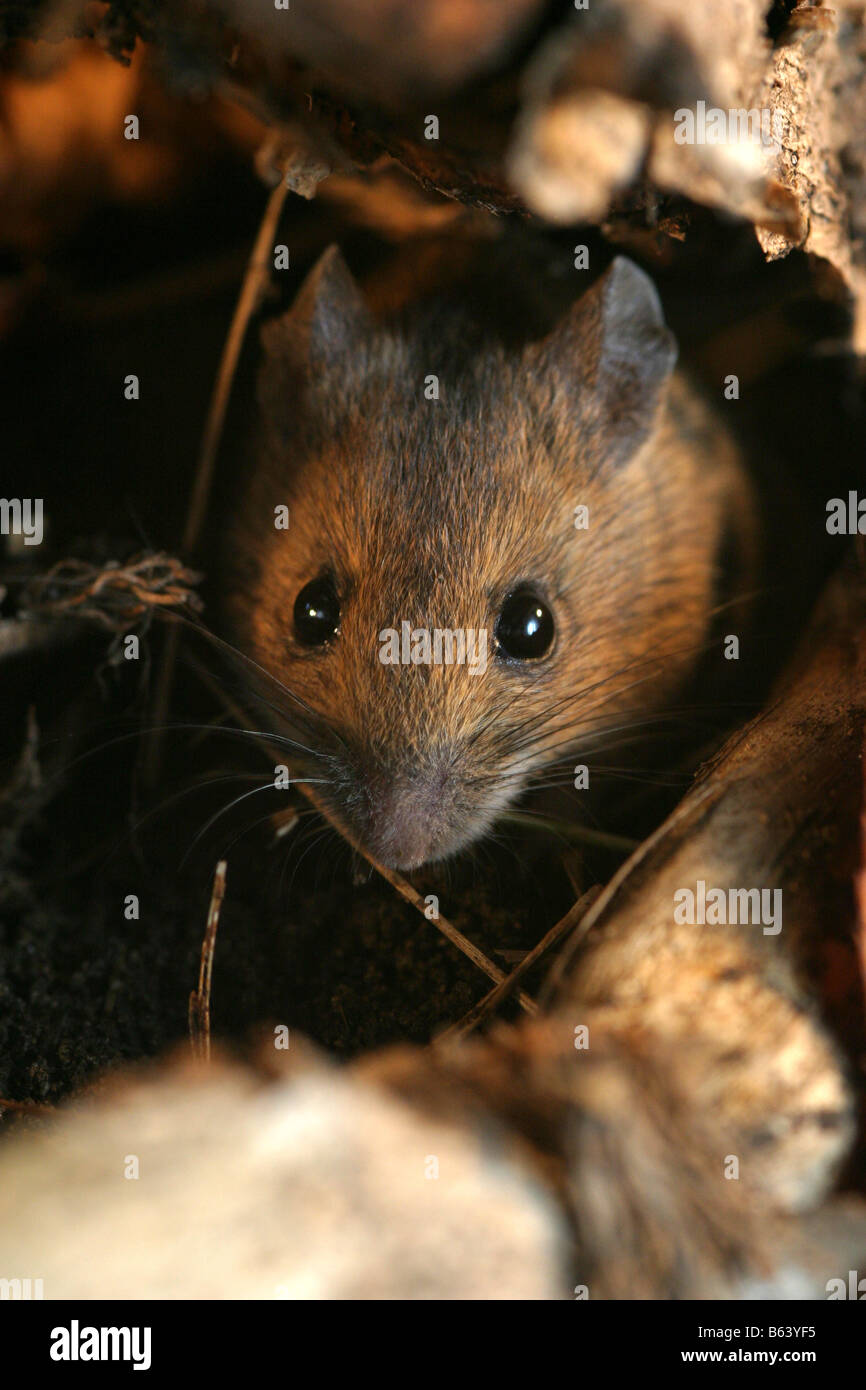 Long tailed field mouse hires stock photography and images Alamy