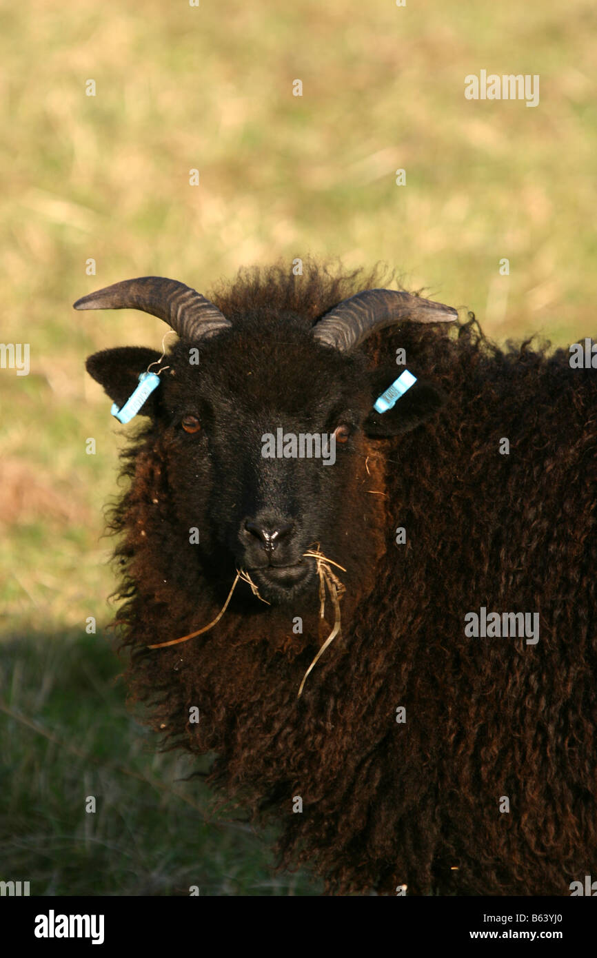 HEBRIDEAN sheep grazing nottinghamshire wildlife trust reserve Stock Photo