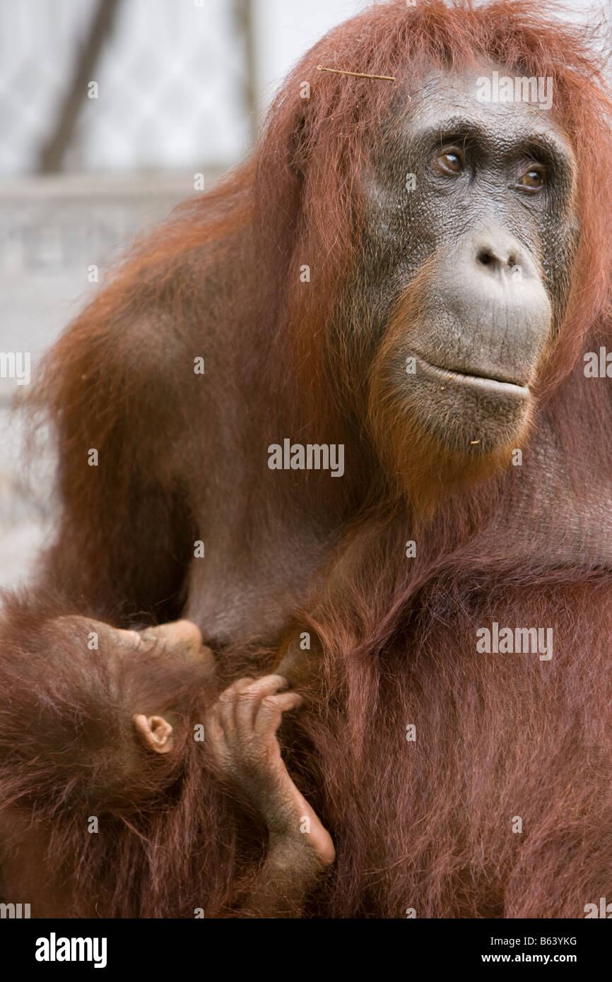 Toddler orangutan [Pongo pygmaeus] sucking it's mother s tit in Camp Leakey  Tanjung Puting NP Borneo Stock Photo - Alamy